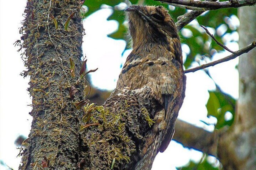 Common Potoo - Mindo Cloud Forest