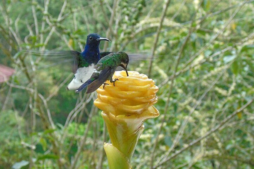 Cloud forest Mindo Humminbirds