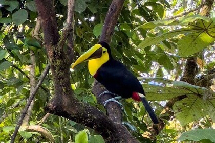 Mindo Cloud Forest from Quito