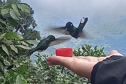 Mindo Cloud Forest from Quito