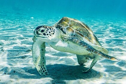 Snorkel with Turtles & Kenepa Grandi Beach: Nr.1 Island Day Trip