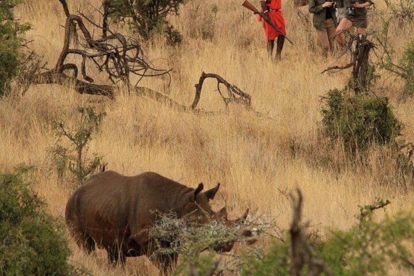 Meet The Black Rhino in Your Kenya Safari