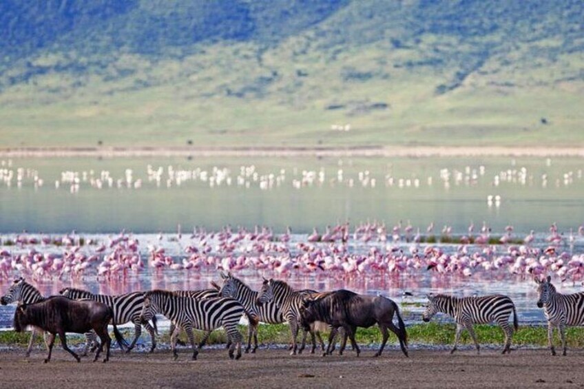 Lake Nakuru- Flamingo Haven