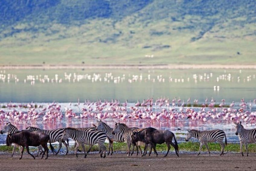 Lake Nakuru- Flamingo Haven