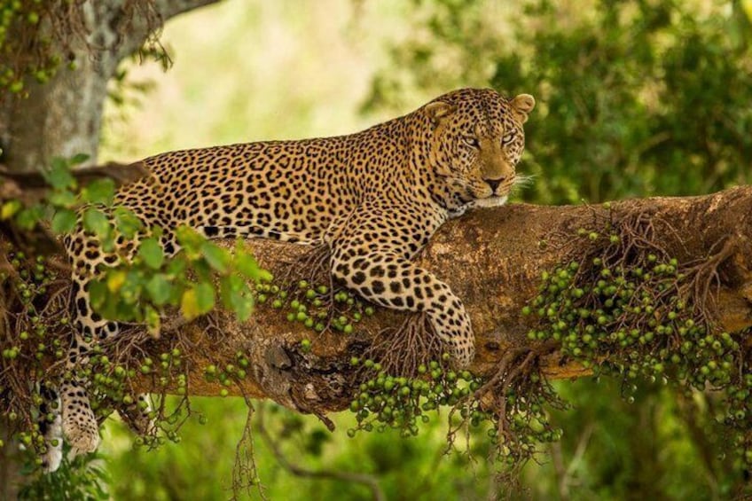 Leopard In Lake Nakuru National Park
