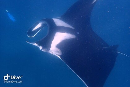 Fundive Catalina Islands（認定ダイバーのみ2ダイブ）