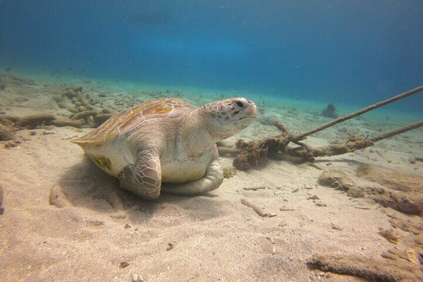 2 Tank guided shore dive