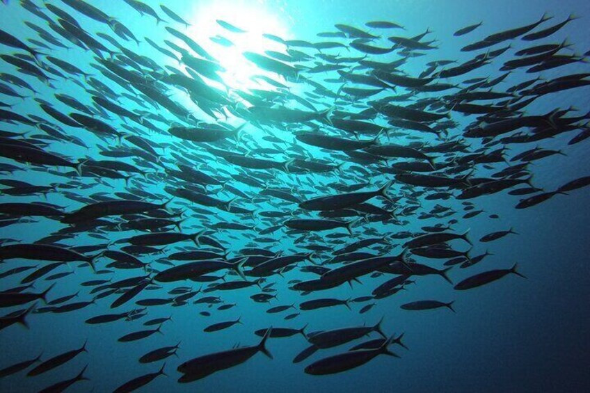 2 Tank guided shore dive