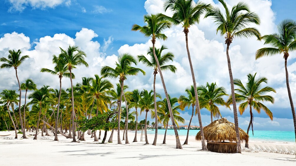 palm trees and beach hut in bahamas