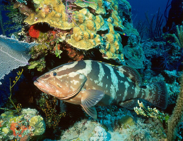 Show item 4 of 10. Certified Diver 2-Tank 1/2 Day Trip
