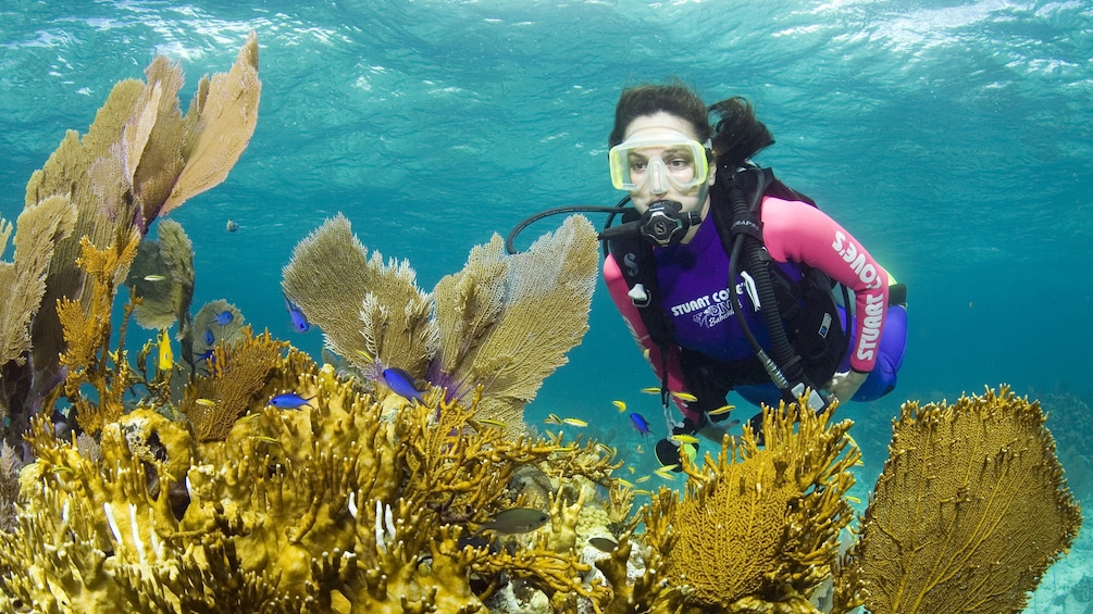 Show item 5 of 10. Scuba diving girl near bright yellow coral in the bahamas