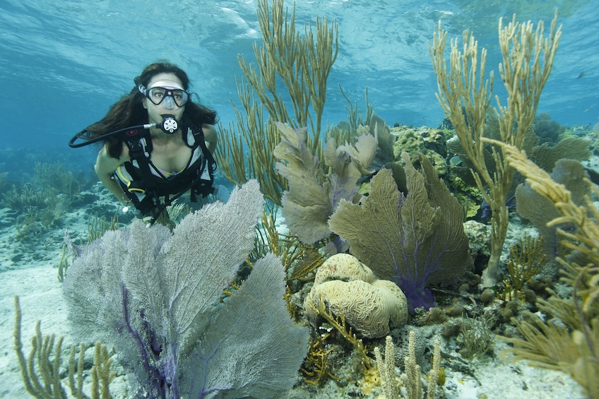 Show item 4 of 9. Discover Scuba Lesson & Dive