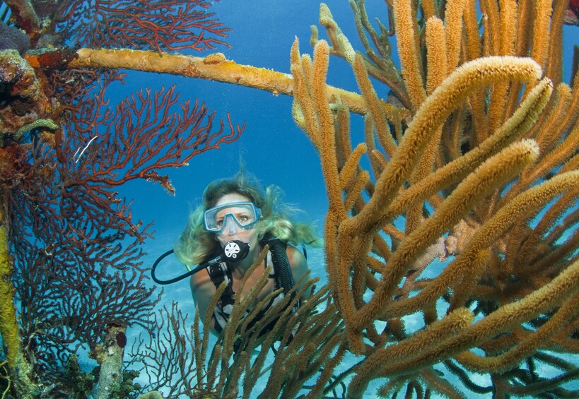 Show item 5 of 9. Discover Scuba Lesson & Dive