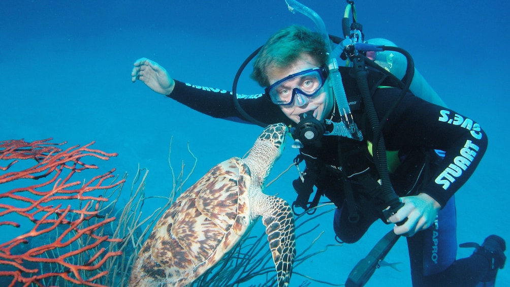 Show item 2 of 9. Scuba diver in water with turtle in Bahamas