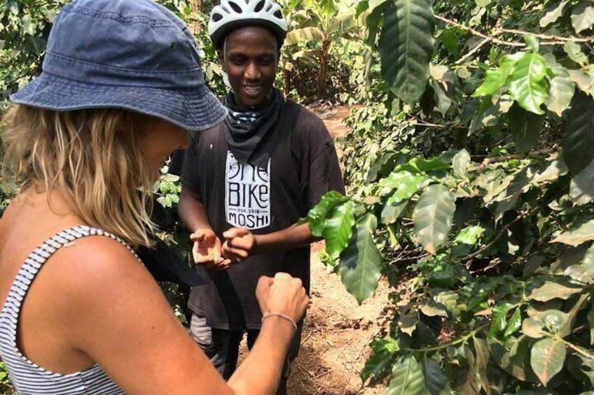 Bike to Coffee Farm