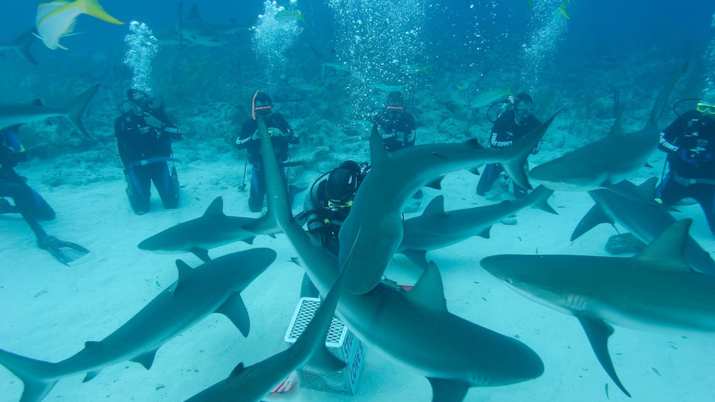 Show item 4 of 9. Sharks on Dive adventure in Bahamas