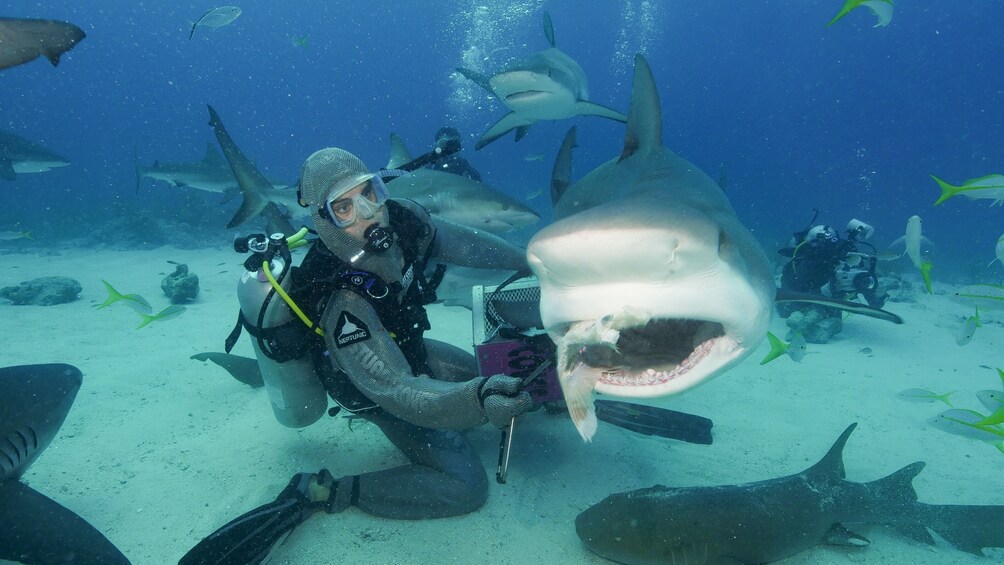 Show item 5 of 9. Shark Dive Adventure