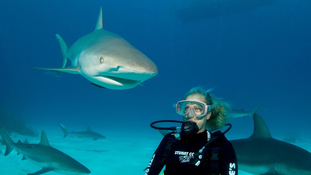 Show item 3 of 9. Sharks on Dive adventure in Bahamas