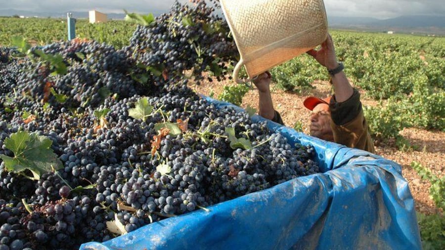 Full-Day Wine Excursion and Visit Goya Birthplace
