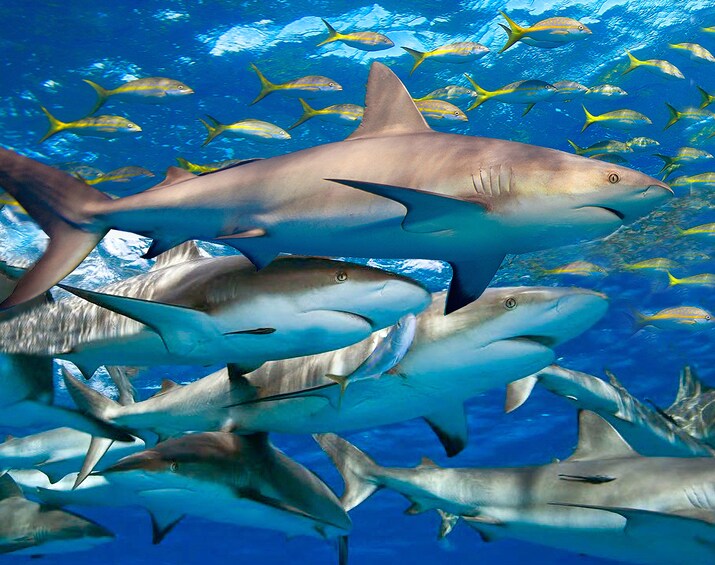 Snorkeling Excursion, Tropical Reefs & Sharks!