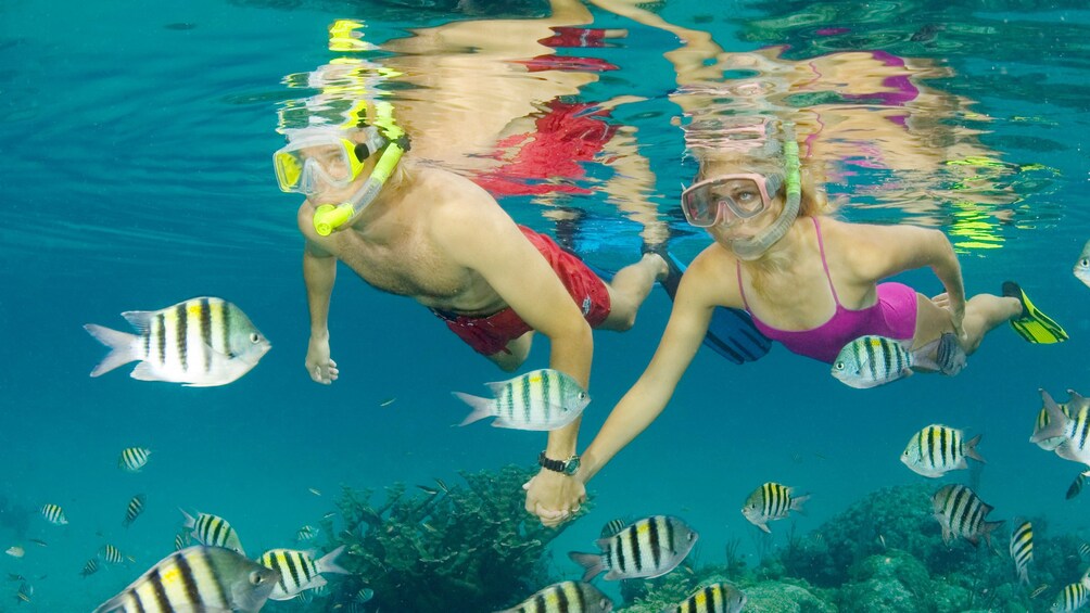 Snorkelers in water in bahamas