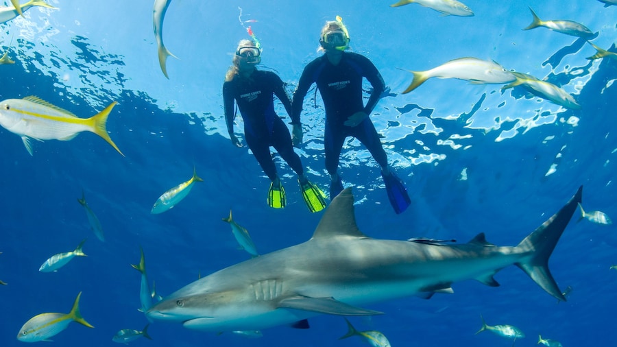 Snorkelers in water with fish and shark in bahamas