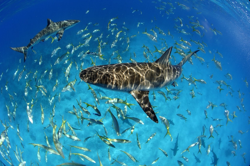 Snorkeling Excursion, Tropical Reefs & Sharks!