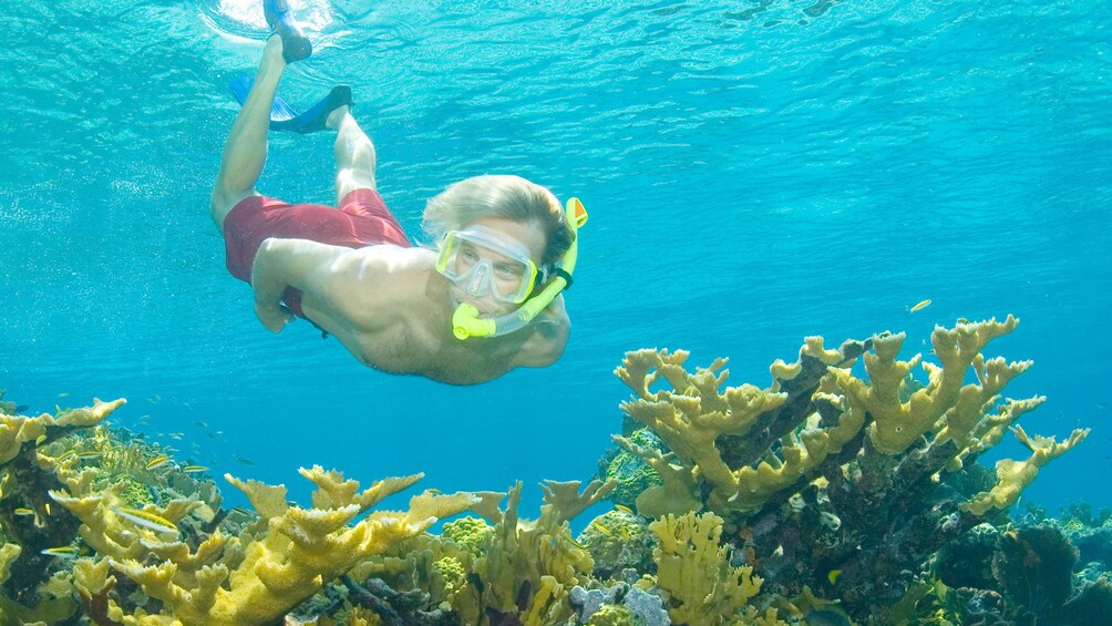 Snorkeler in water in bahamas