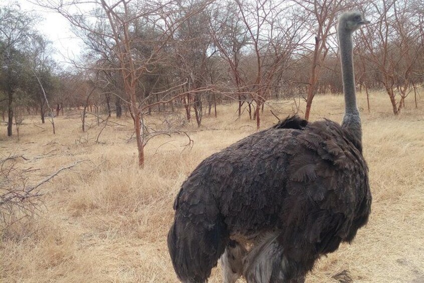Bandia safari wildlife