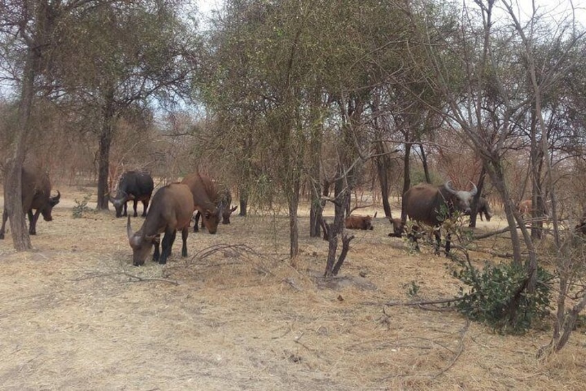 Bandia safari wildlife