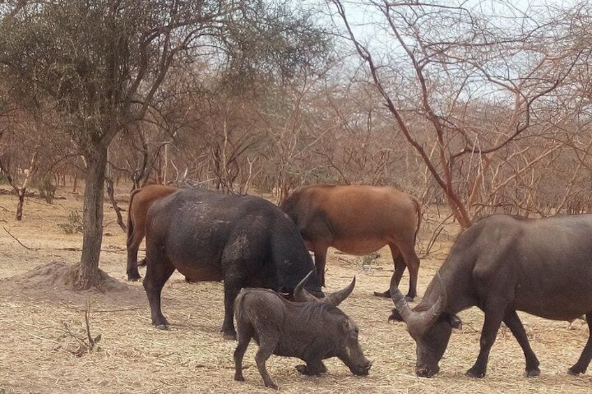 Bandia safari