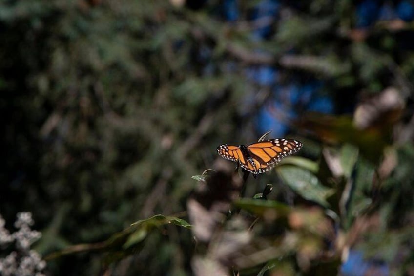 Monarch Butterfly Tour (Departing from Morelia)