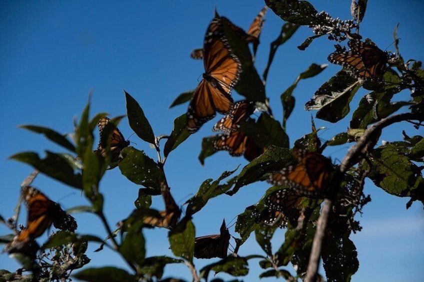 Monarch Butterfly Tour (Departing from Morelia)