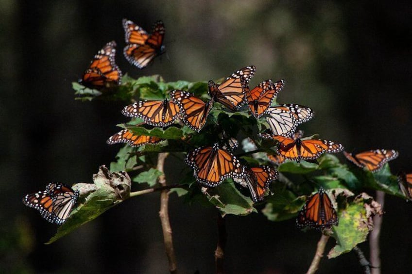 Monarch Butterfly Tour (Departing from Morelia)