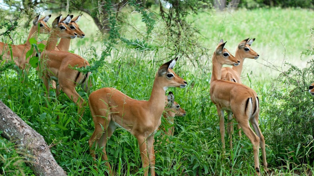Herd of impala antelopes at Tarangire National Park in Tanzania