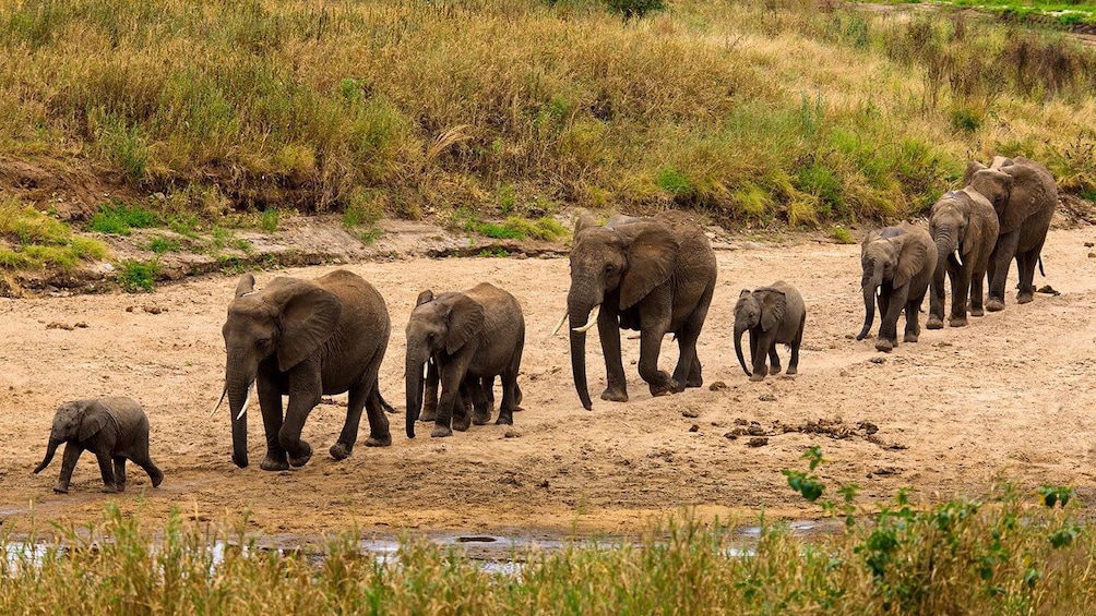 Row of elephants of all ages walking through Tarangire National park in Tanzania