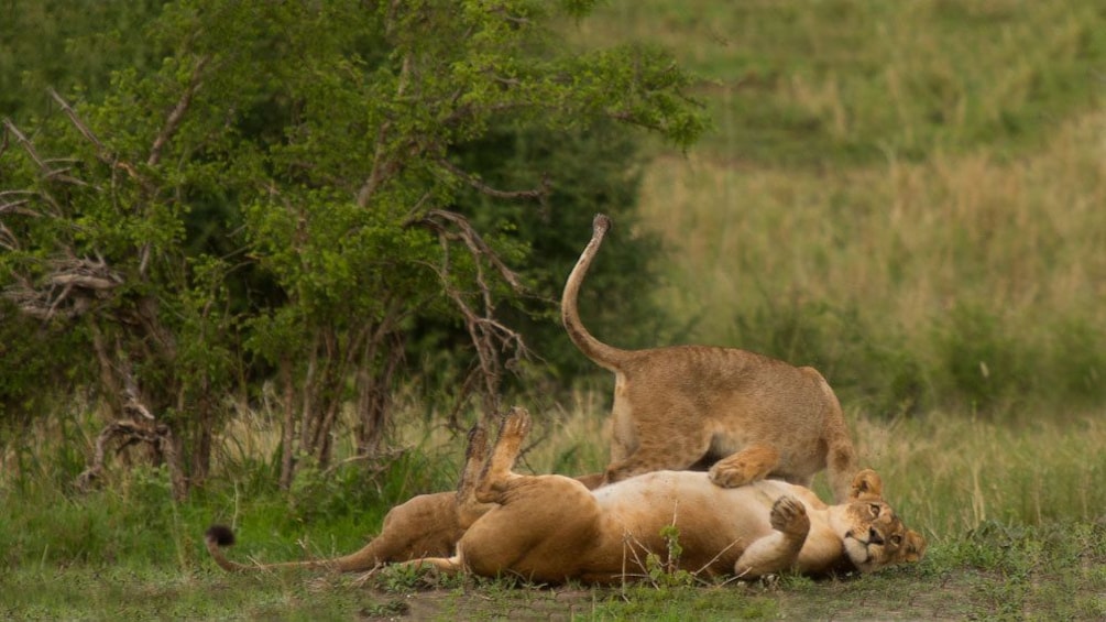 Pair of lions playing in the grass at Tarangire National Park in Tanzania