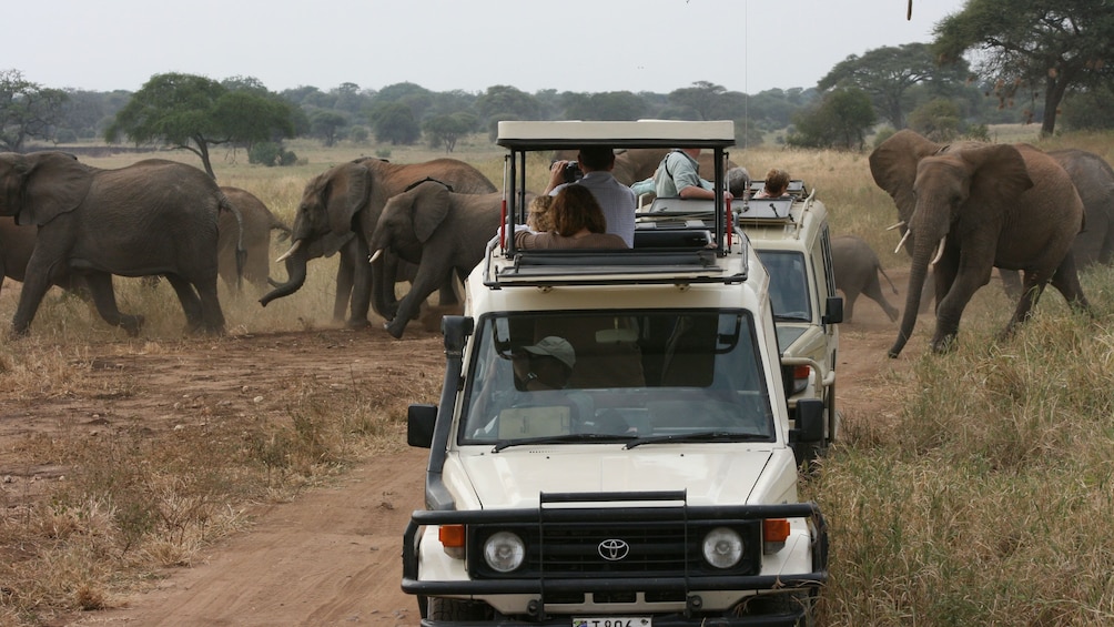 Pair of jeeps with observation roofs driving past a herd of elephants at Tarangire National Park