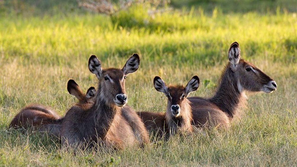 Herd of common waterbuck lounging in the grass at Tarangire National Park