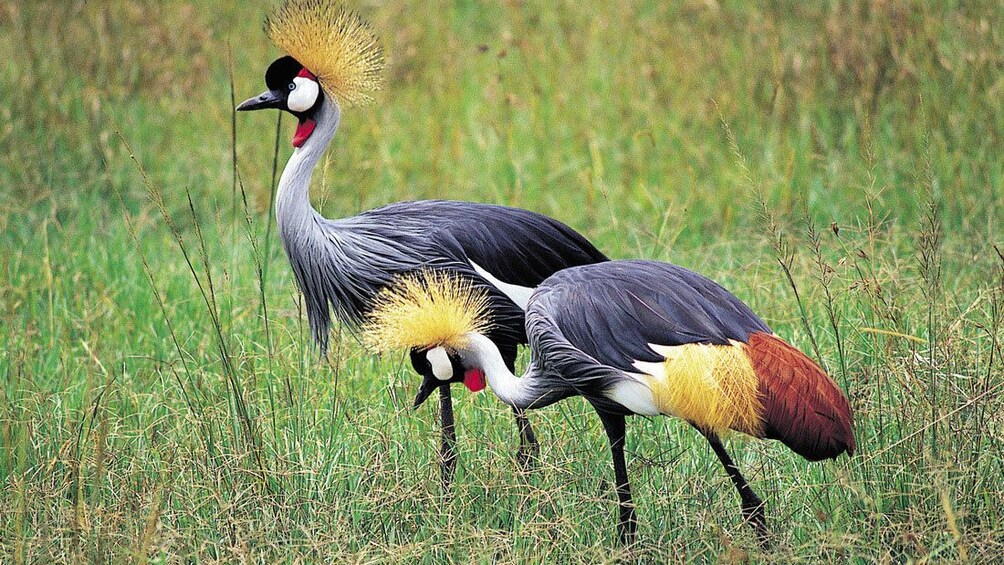 Colorful grey crowned cranes at Lake Manyara National Park in Tanzania
