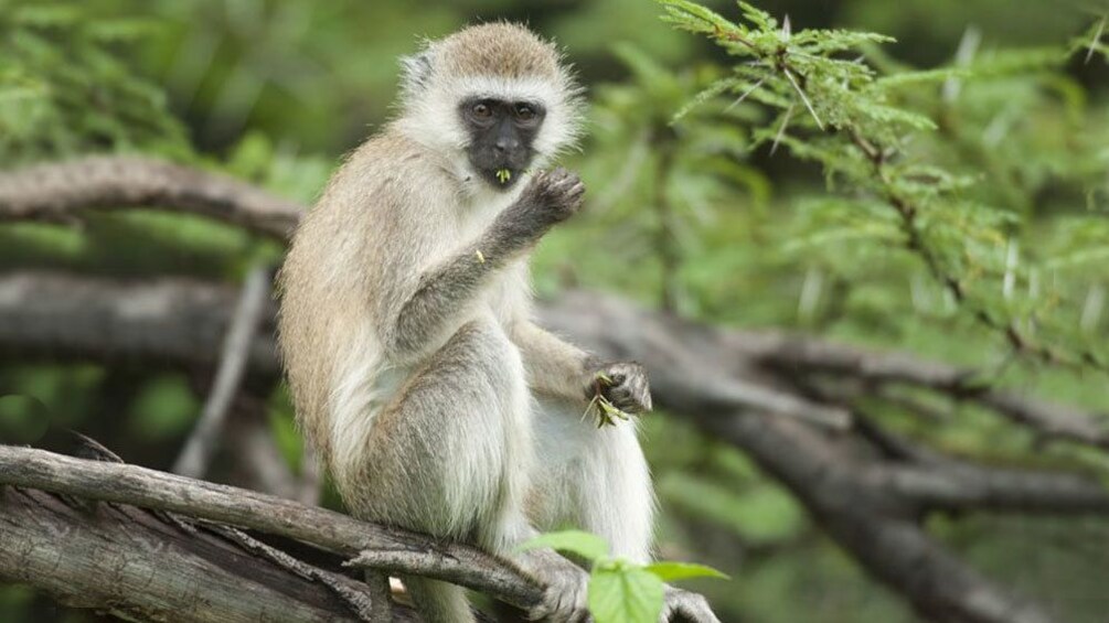 White monkey with a black face sitting on a branch eating leaves at Lake Manyara National Park in Tanzania