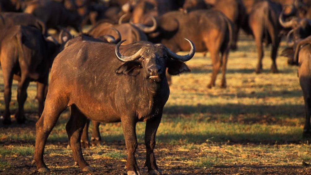 African buffalo looking at camera at Lake Manyara National Park in Tanzania