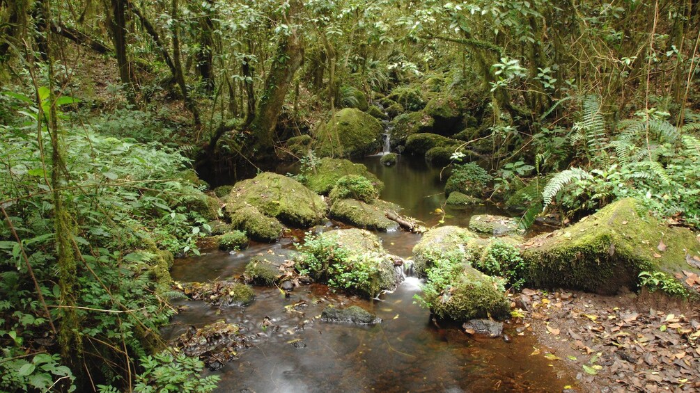 A babbling brook running through moss-covered rocks at Mount Kilimanjaro National Park in Tanzania