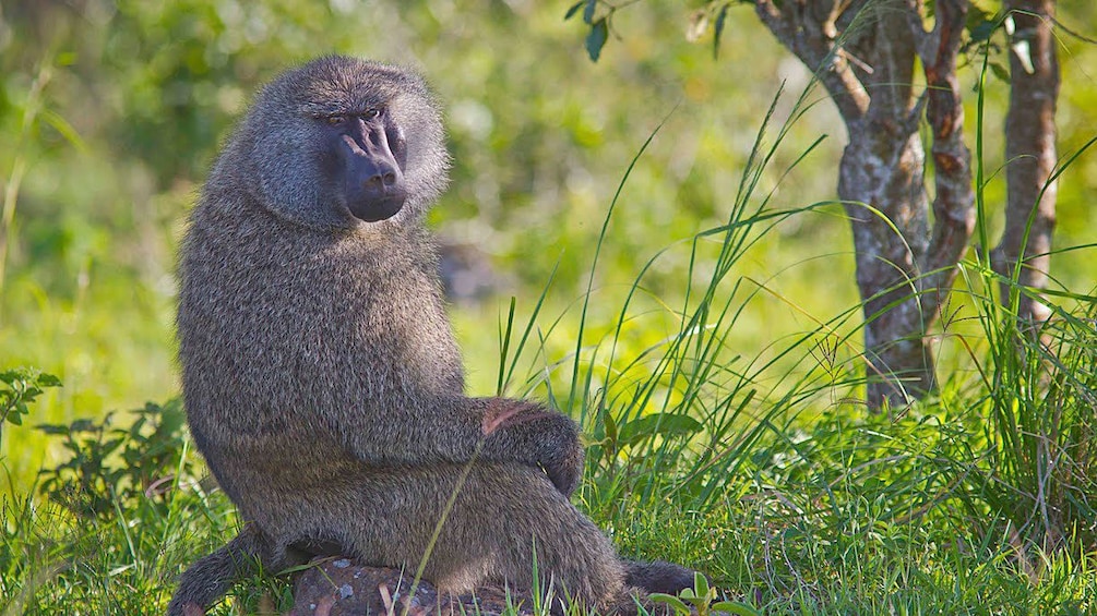 Baboon lounging in the grass at Arusha National Park