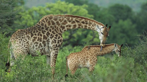 Excursión al Parque Nacional de Arusha: mínimo 2 personas