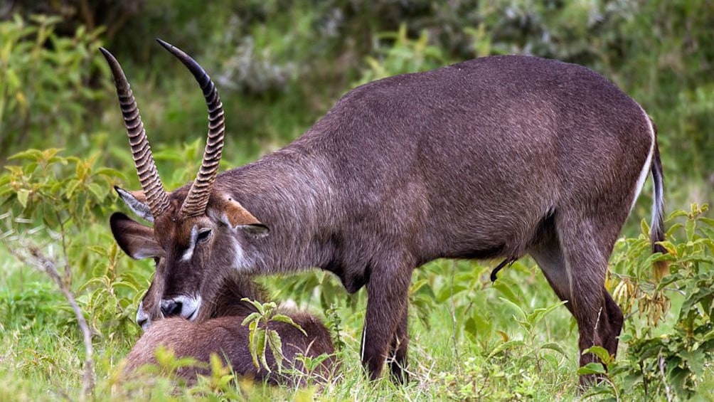 Common waterbuck grooming each other at Arusha National Park