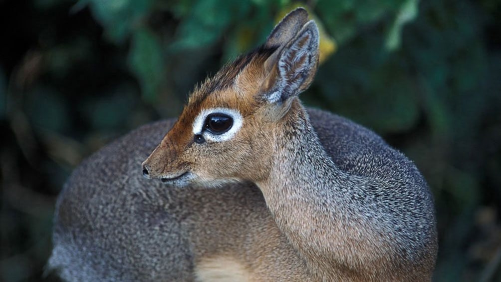 Kirk's dik-dik dwarf antelope at Arusha National Park