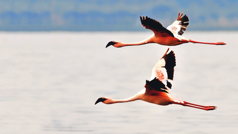 flamingos in africa