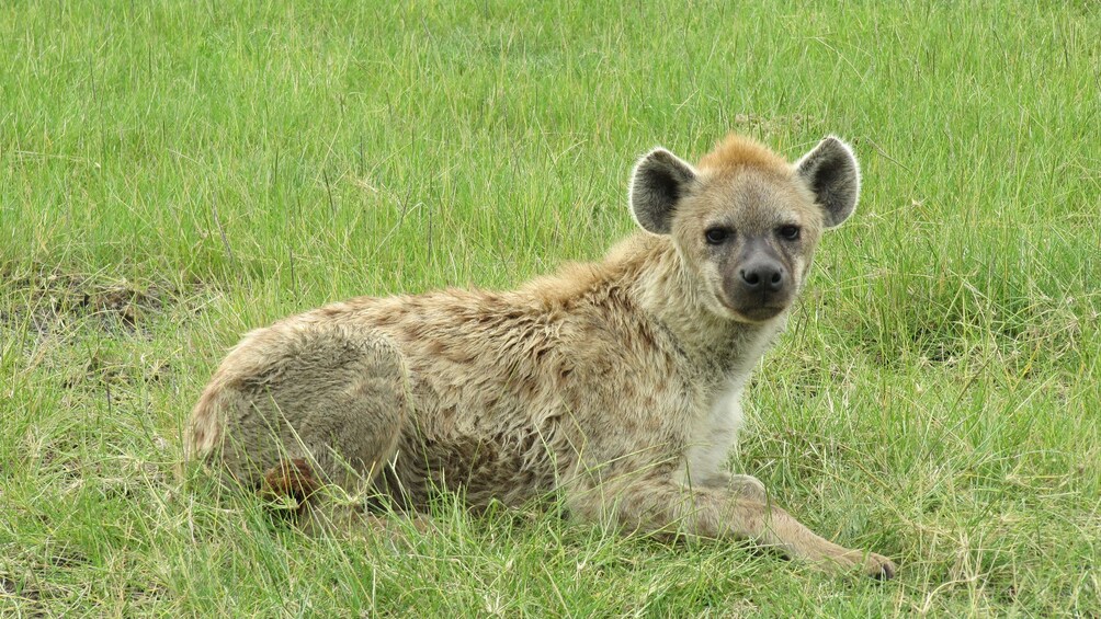 hyena in africa