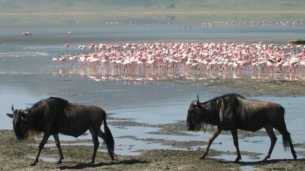 buffalo in africa